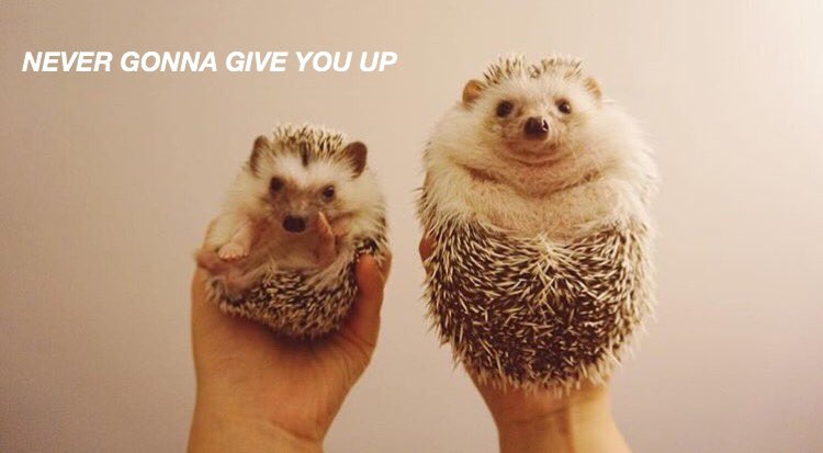 HEDGEHOGLYRICS's tweet photo. never gonna give you up - rick astley https://t.co/tM1wqYGtnX