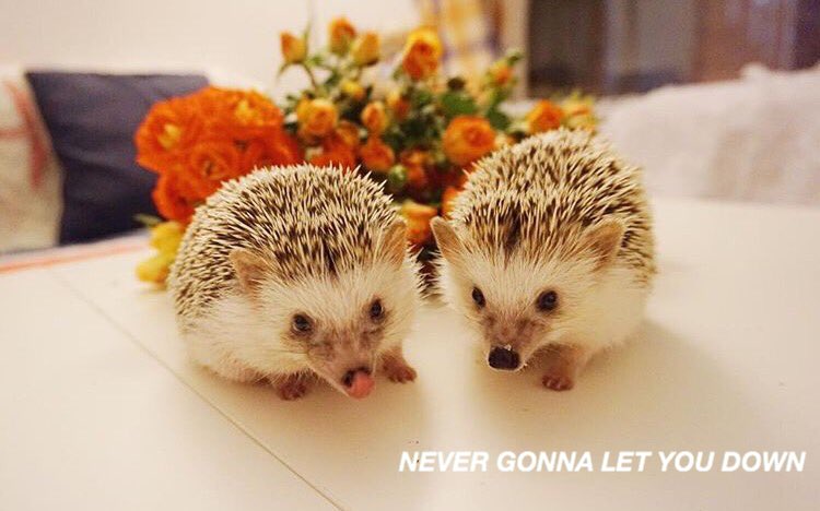 HEDGEHOGLYRICS's tweet photo. never gonna give you up - rick astley https://t.co/tM1wqYGtnX