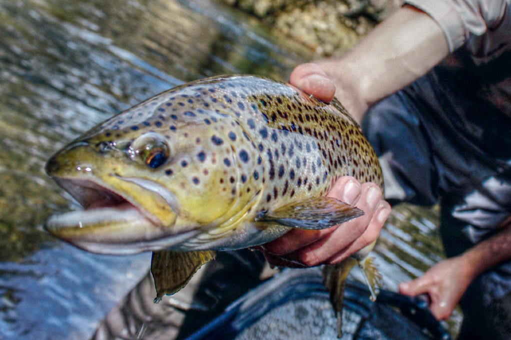 Adventure Guides on Twitter "Asheville Fly Fishing Guide https//t.co