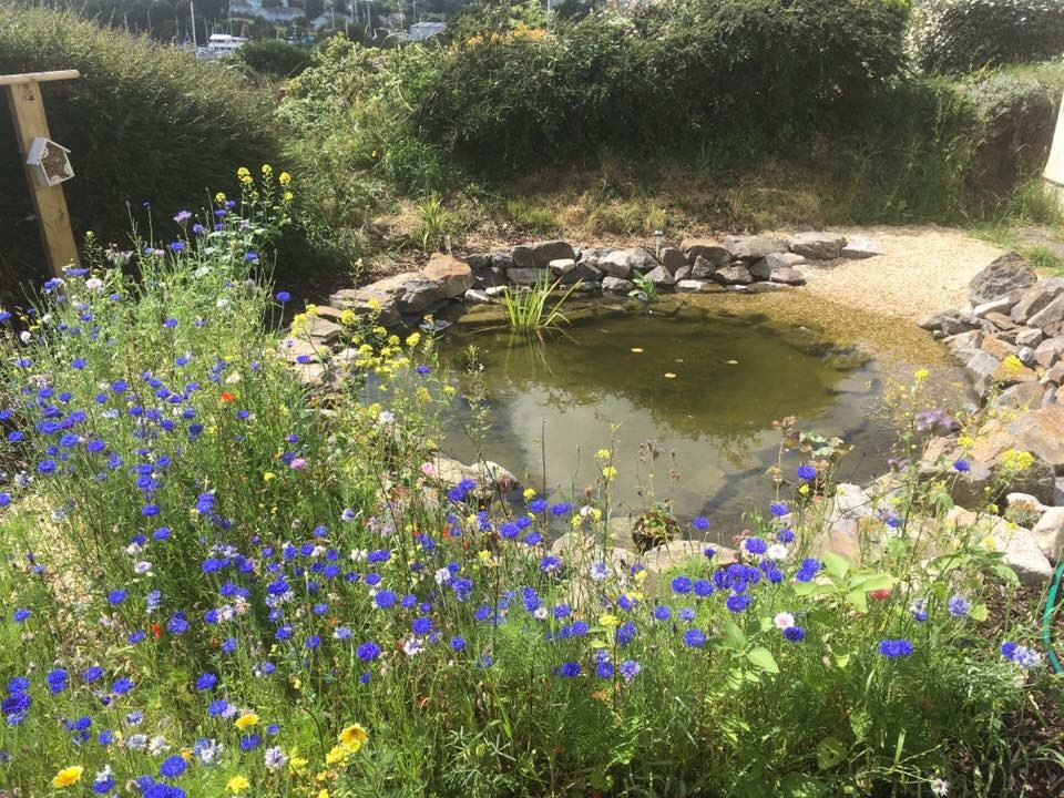 RobsLandscape's tweet image. #lastyear #PlymouthHour #CornwallHour #ponds #gardens #landscapes #WildflowerBlossoms