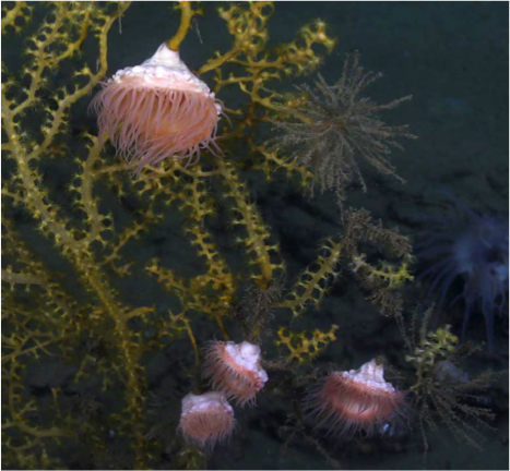 AFS_Habitat's tweet photo. Check out today's blog on the long-term effects of the Deepwater Horizon oil spill on deep sea ecosystems!
https://t.co/pbRQwuhYsa https://t.co/oRiaqhr3Lx