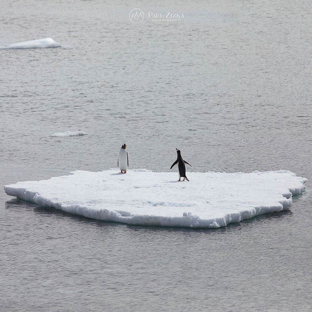 PaulZizkaPhoto's tweet photo. Care to caption this? :)
Happy Valentine's Day everyone!
@OneOceanExpeditions #OneOceanEx… https://t.co/eqSJzbNQFN https://t.co/iz30JLECo3