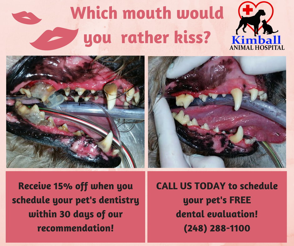 Kimball Anim Hosp (@kimballanimal) / Twitter Kimball Anim Hosp (@kimballanimal) / Twitter