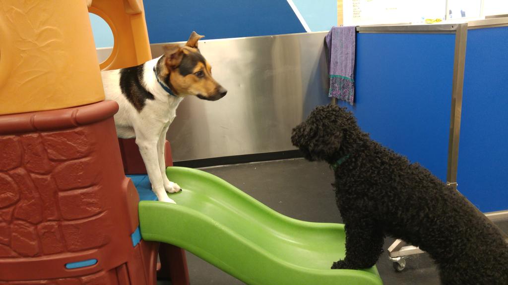 Its a stand off!
#dogdaycare #kerrisdale #adorable #love #playtime #vancouver #dogsofvancouver