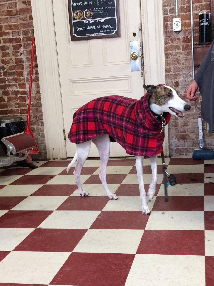 nicolecameron31's tweet photo. I love that while I'm waiting for the Mr to get his hair cut I can hang with this adorable doggy @SailorBups #LoveDowntownHFX https://t.co/wDFh9vyI3a