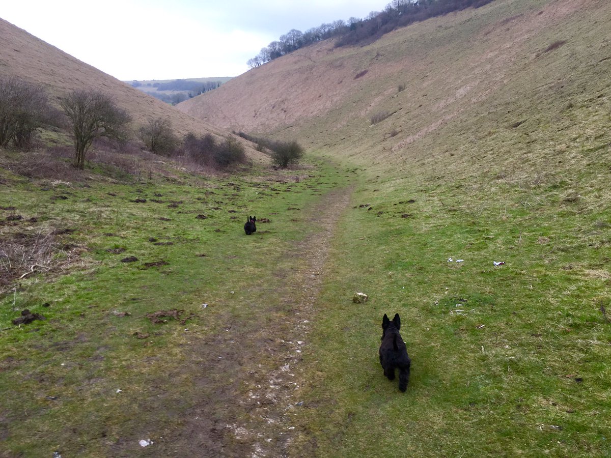 marcthevet's tweet photo. Lovely walk up at #DevilsDyke with @treatmentroom, birthday girl @eyejewels, Rebus &amp; Radley much needed :) #Brighton #Sussex https://t.co/7CHbL1Jnah