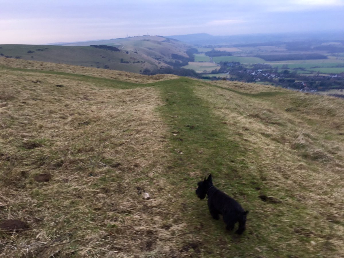 marcthevet's tweet photo. Lovely walk up at #DevilsDyke with @treatmentroom, birthday girl @eyejewels, Rebus &amp; Radley much needed :) #Brighton #Sussex https://t.co/7CHbL1Jnah