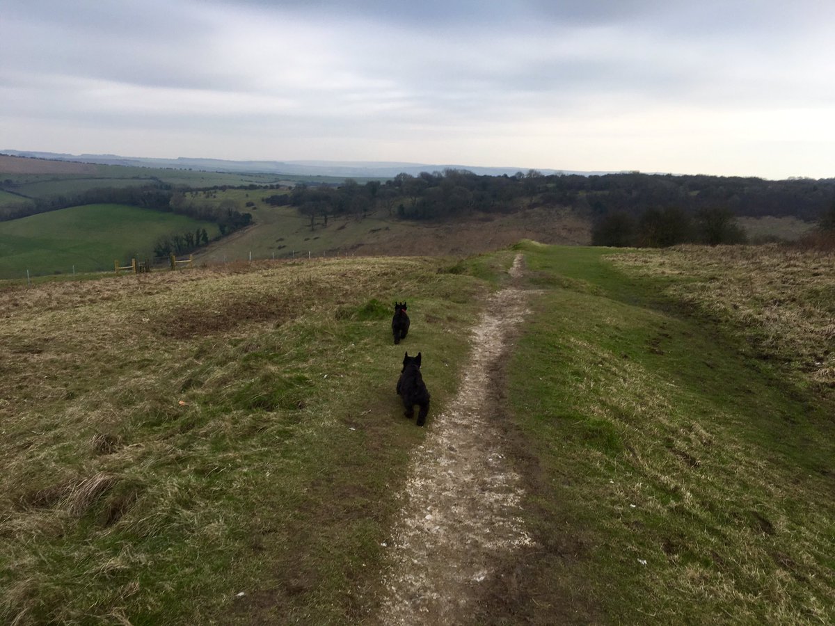 marcthevet's tweet photo. Lovely walk up at #DevilsDyke with @treatmentroom, birthday girl @eyejewels, Rebus &amp; Radley much needed :) #Brighton #Sussex https://t.co/7CHbL1Jnah
