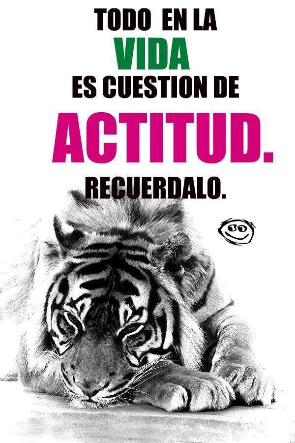 blanca_chavana's tweet photo. Tu actitud te define quieres ser un tierno gatito???
#sacalagarra
#jugaraganar
#laactitudestodo
#sechingon
#todoonada https://t.co/Xx0Suavlzb