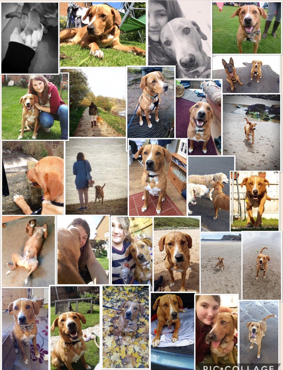 cumberbatchhan's tweet image. A year today since we got this little dude and I can't imagine life without him💕