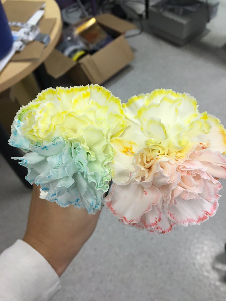 MrsDarrWRMS's tweet photo. Results of our experiment. Students then wrote Valentine's and delivered them to teachers. @WRMSGenEdInterv https://t.co/9F9ggLkOex