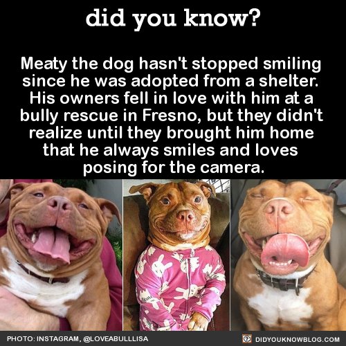 DidYouKnowFacts's tweet photo. Meaty is so darn cute! https://t.co/4b6pnOAI0E