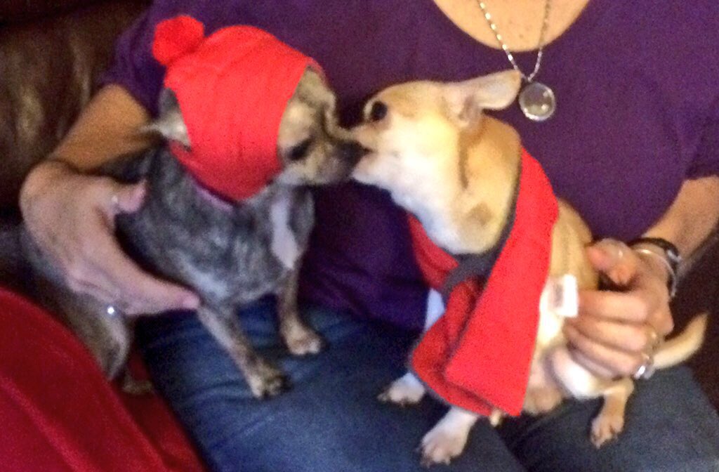 believe9345's tweet photo. @LisaSalvadorini Love is in the air 💕🐾🐾 Benny kissing Cricket💕🐾 https://t.co/PojKzwvFcB