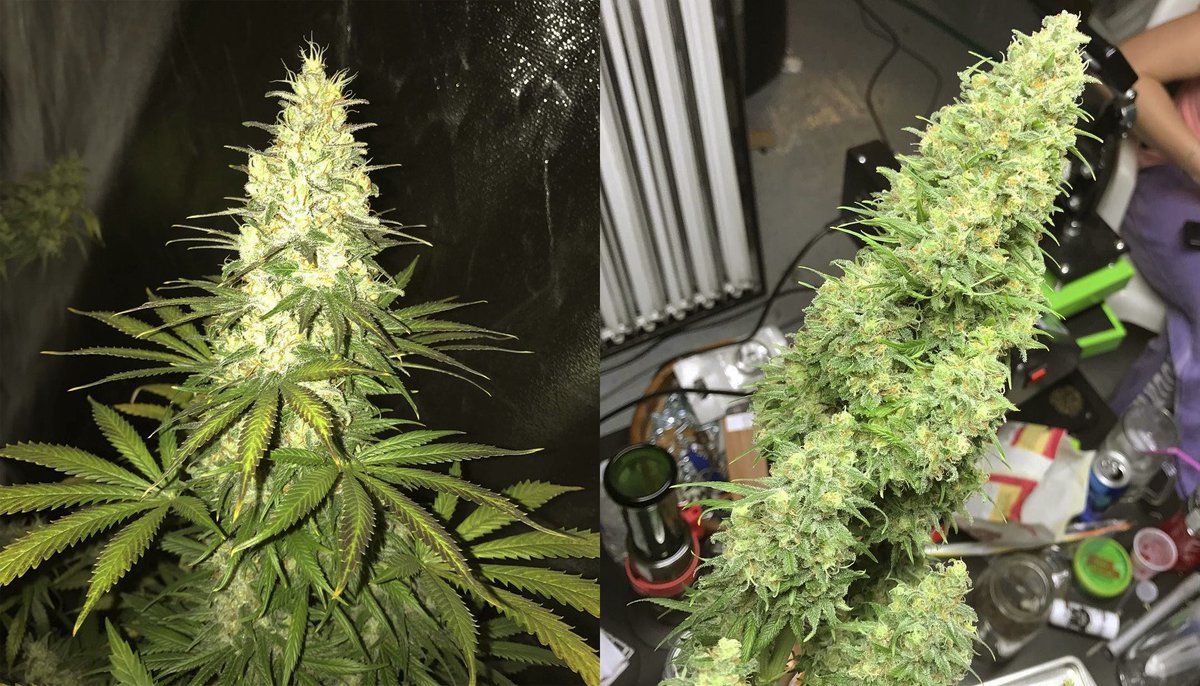 GreenParrotSeed's tweet photo. This #handsome guy here is a #magnificent #bud of a #wwxbb (#whitewidow X #bigbud) by Female Seeds beautifully grown by  -natedabs710! https://t.co/kvjY6HQc2u