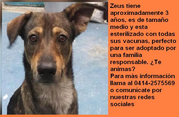 SalvandoPatitas's tweet photo. #HogarParaPerrosUCAB  Nos dan plazo hasta el 24 Zeus busca un hogar. Esta esterilizado y con todas sus vacunas.  https://t.co/wWY3Rr5WQ1