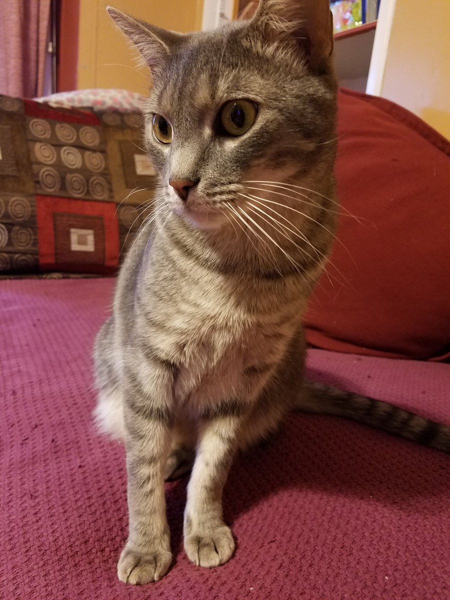 LolicOnion's tweet photo. Leaning kitty https://t.co/VGA0bDDoWQ