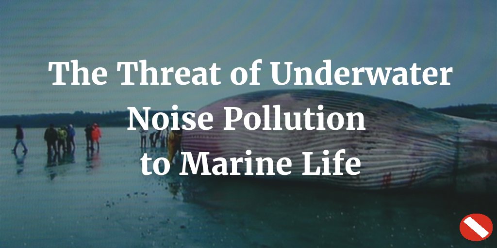 Yet another way in which we are screwing up our #oceanecosystems 😢 nsm.me/2krQOG6 #underwaternoisepollution #savethewhales