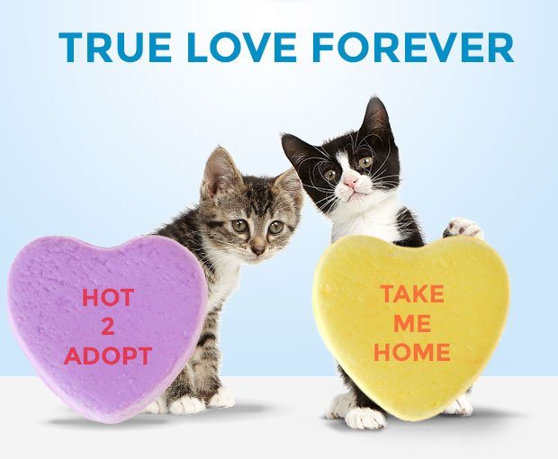 CausePAWS tweet picture