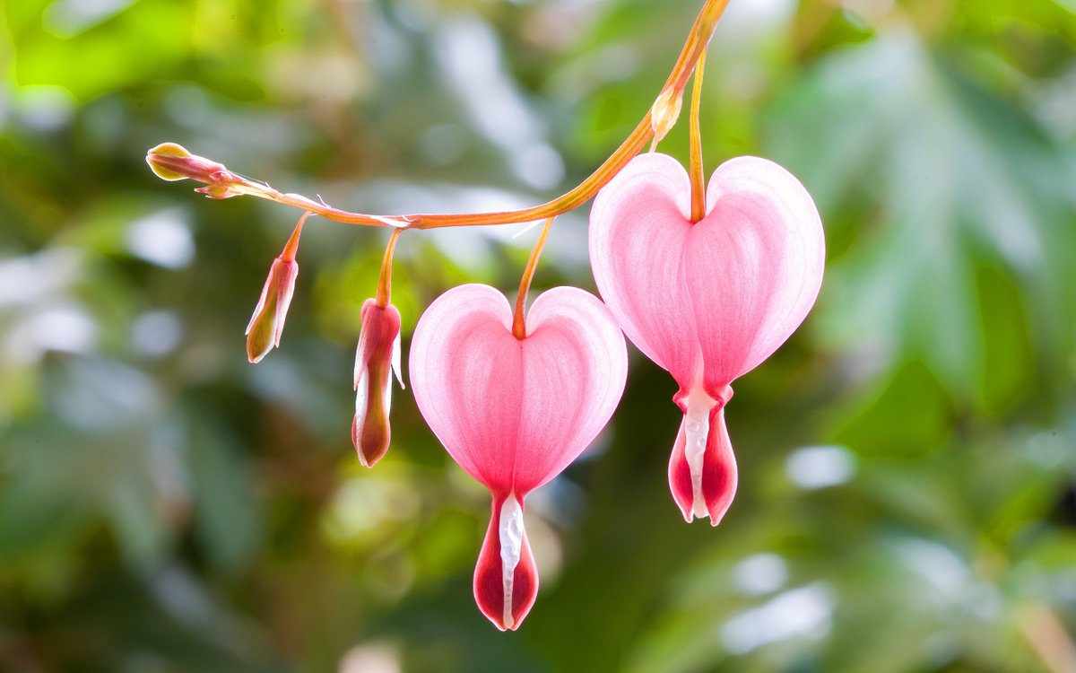 Leaf_Genius's tweet photo. Happy Valentine's Day! Enjoy all the flowers 🌹❤️🌷💕🌺💗💐#valentines #ValentinesFlowers https://t.co/DBRR2mF7Cy