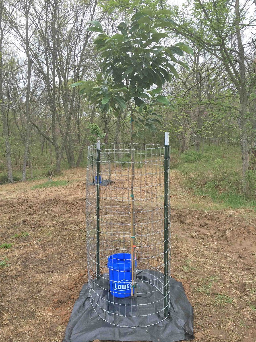 Do you have a tree plot? Wildlife such as deer and turkeys lots fruits and nuts. Consider planting a tree plot this spring.