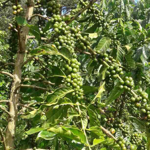 jkwasikye's tweet photo. #PictureMbale #BugisuArabica #coffee in the #BCU compound https://t.co/pMOmoZHfcv