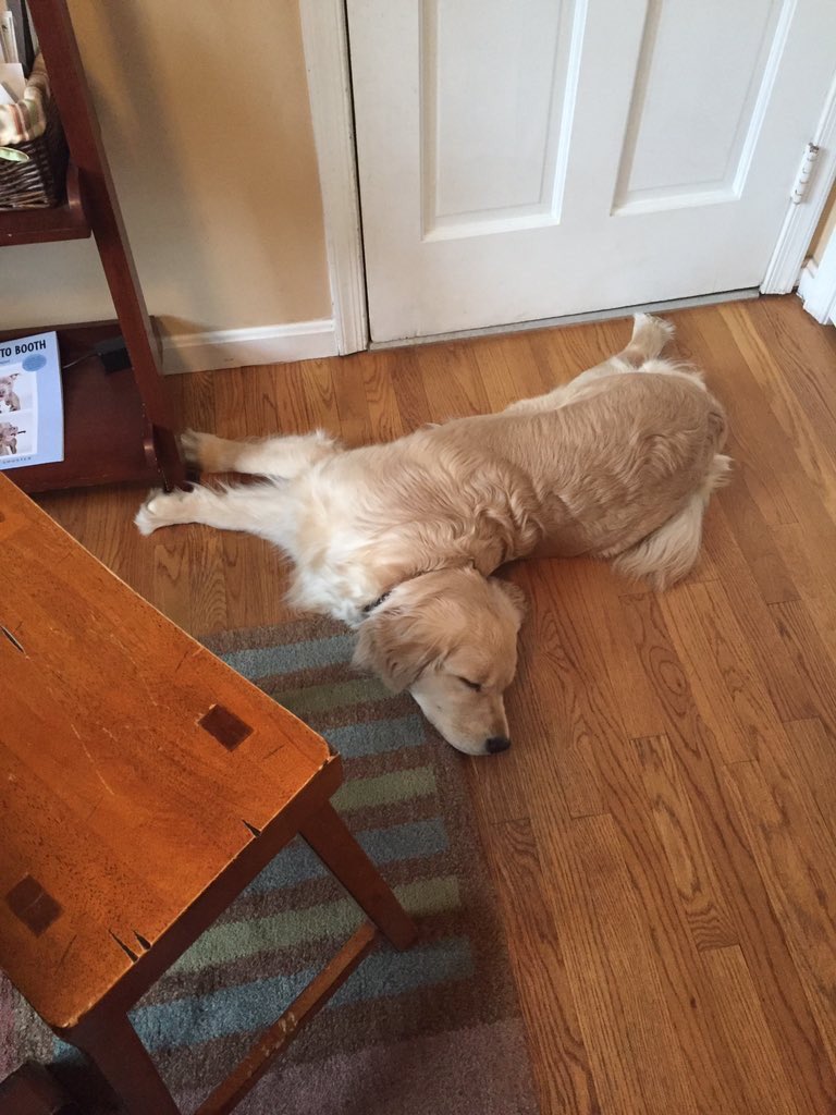 dog_rates's tweet photo. PUPDATE: Chelsea still hasn't gotten it together https://t.co/JlSMo2mgb2