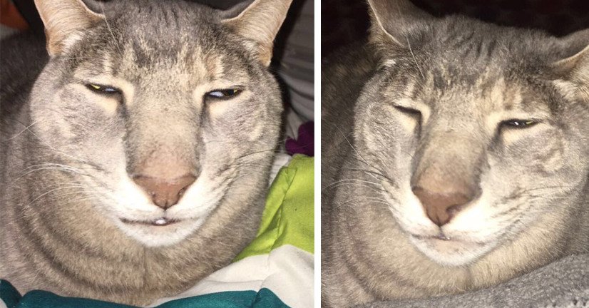 BuzzFeed's tweet photo. People are going nuts over this “ugly cat" after her owner shared hilariously warped pics https://t.co/rJb1ou5NDN https://t.co/4UG5BejTDC