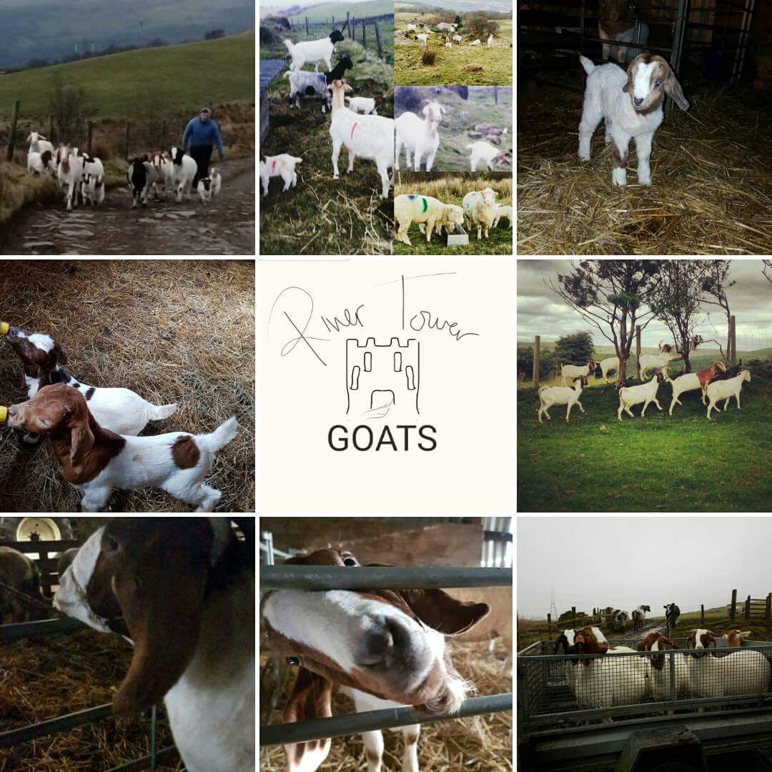 liamprice18's tweet photo. Been a very good first kidding this year 🐐 https://t.co/I5BFCRX2ew