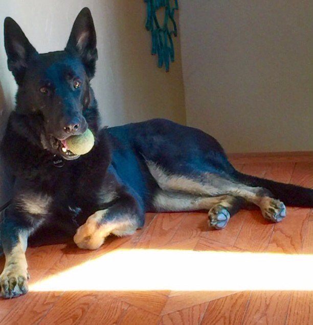 TheCoffeeBarInc's tweet photo. Happy Birthday to one of my best buddies and Coffee Bar Mascots - Torque. 4 years old! Such a Happy Happy dog. https://t.co/2xkyBZnkkI