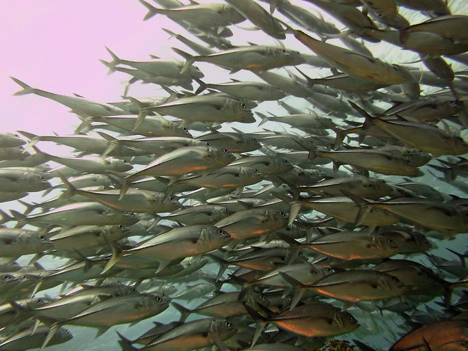 BiomedRevon's tweet image. #GroupBehavior thru attention to conspecifics&apos; features:#Zebrafish group attraction related to swarm motion strength dx.doi.org/10.1073/pnas.1…