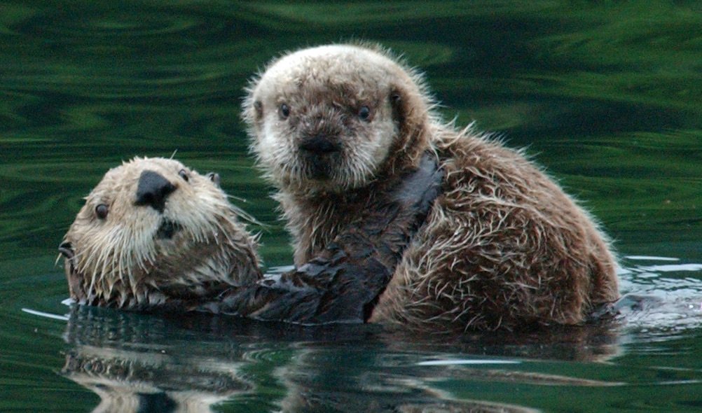 A mother otter holds her pup out of the water