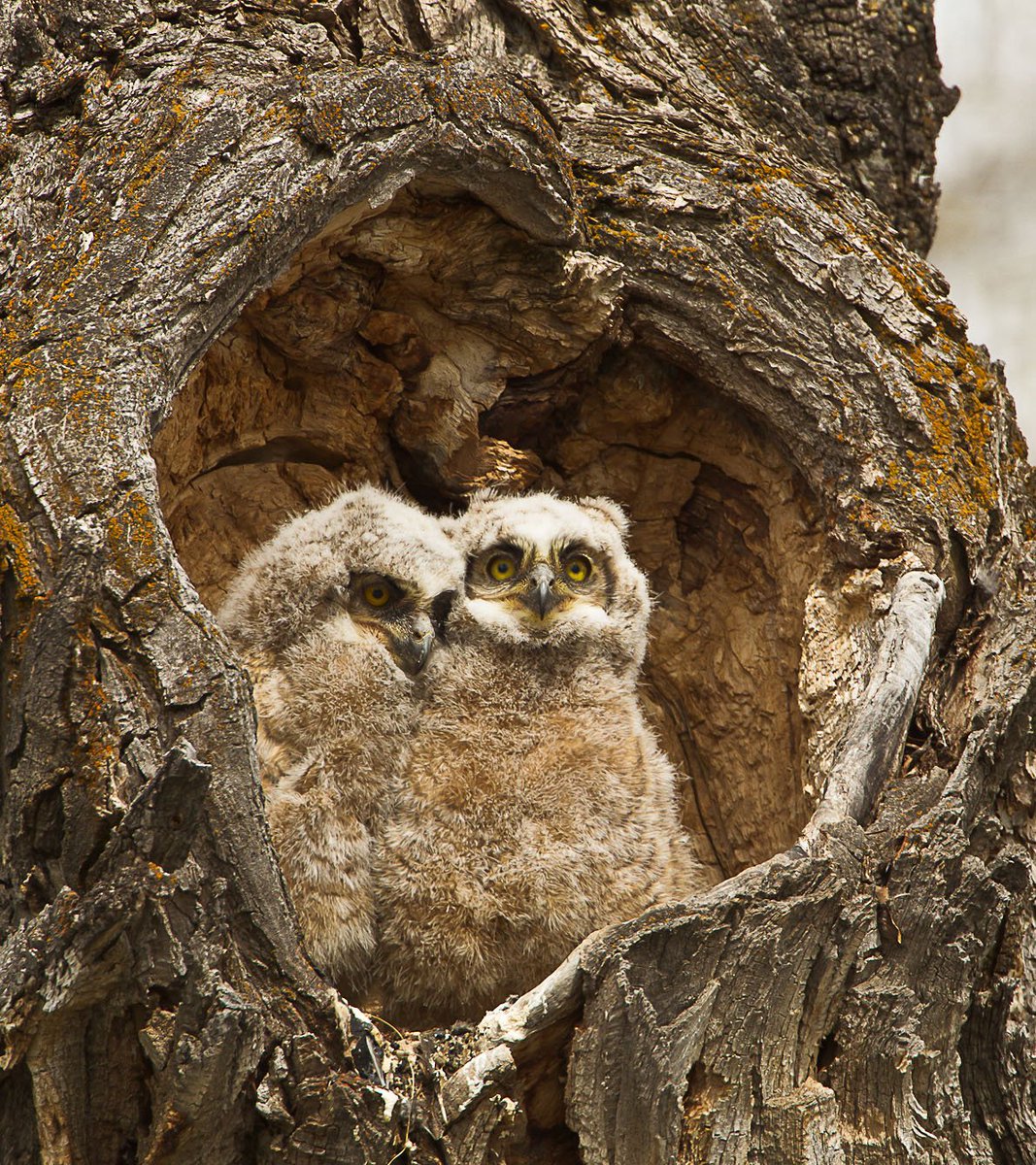 Two baby owls snuggle in a heart-shaped hole in a tree