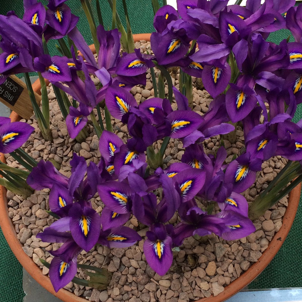MiniGreenhouse's tweet image. RT from The_RHS RT TommyTonsberg: The Iris reticulata hybrids on the JacquesAmandInt stand today were looking incr…