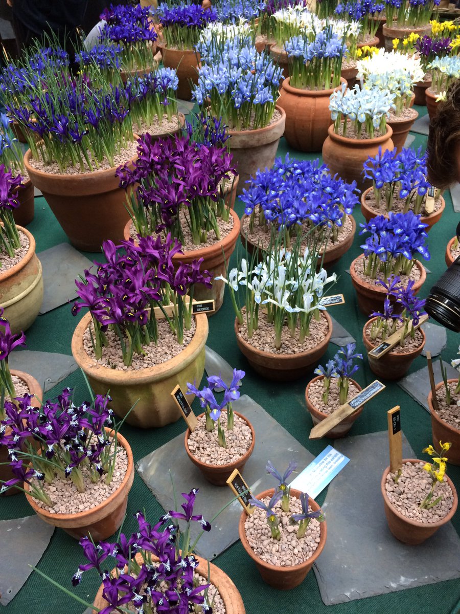 MiniGreenhouse's tweet image. RT from The_RHS RT TommyTonsberg: The Iris reticulata hybrids on the JacquesAmandInt stand today were looking incr…