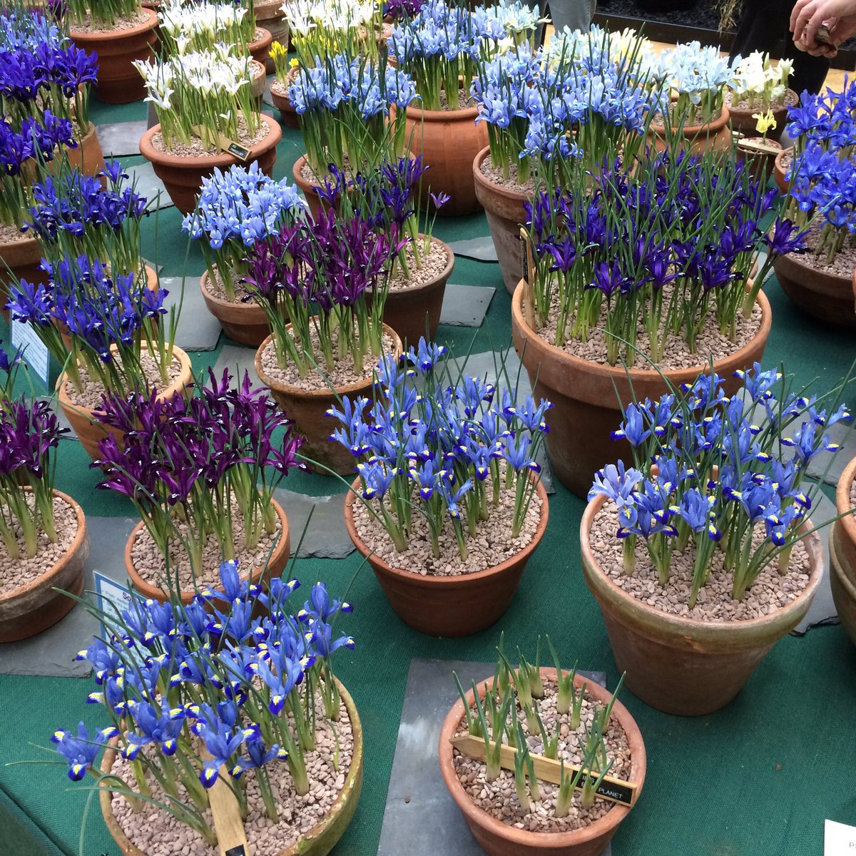 MiniGreenhouse's tweet image. RT from The_RHS RT TommyTonsberg: The Iris reticulata hybrids on the JacquesAmandInt stand today were looking incr…