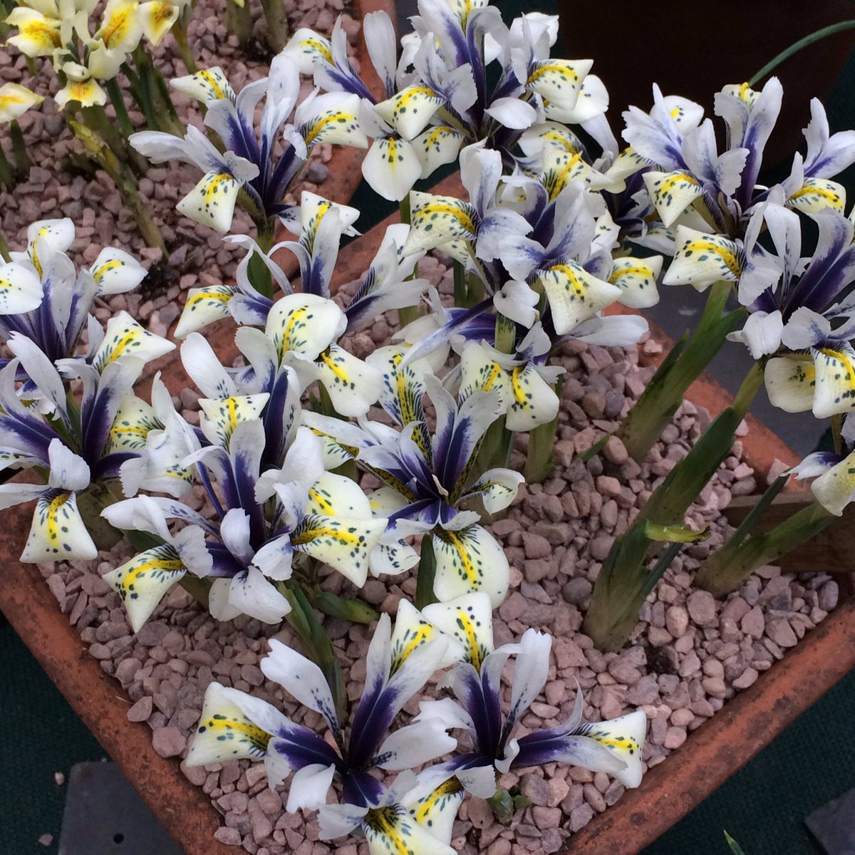 MiniGreenhouse's tweet image. RT from The_RHS RT TommyTonsberg: The Iris reticulata hybrids on the JacquesAmandInt stand today were looking incr…