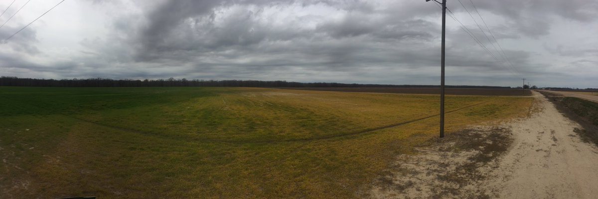 MSU_Weeds's tweet photo. Susceptible crops and plants prone to damage from herbicide drift during burn down too. @BobbyRGolden https://t.co/2QZDjA52D1