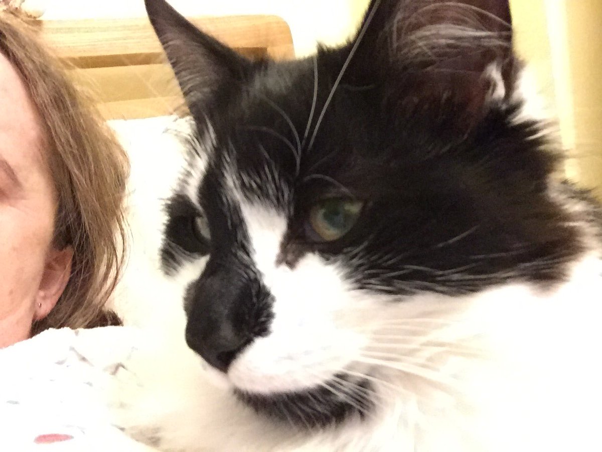 Pepperpots2's tweet photo. There's a Badger lying on my shoulder reading Twitter with me. #busted #ipadjunkie #hightechkitty https://t.co/74xKW1isBe