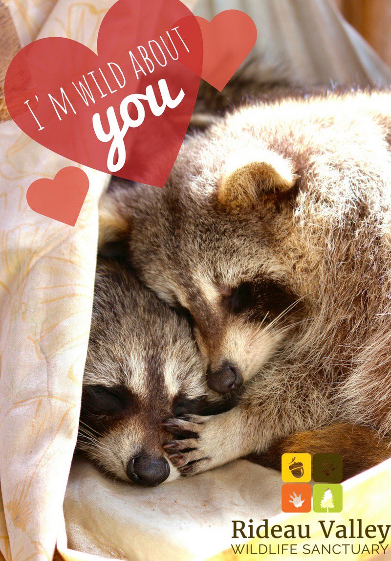 Happy Valentine's Day! Share this with someone who has stolen your heart :) #valentines