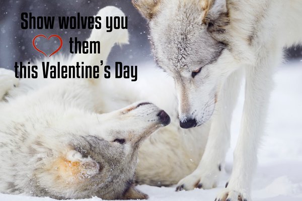Be a #valentinesday2017 hero for wolves by speaking out to keep them protected: bit.ly/2kIXpum