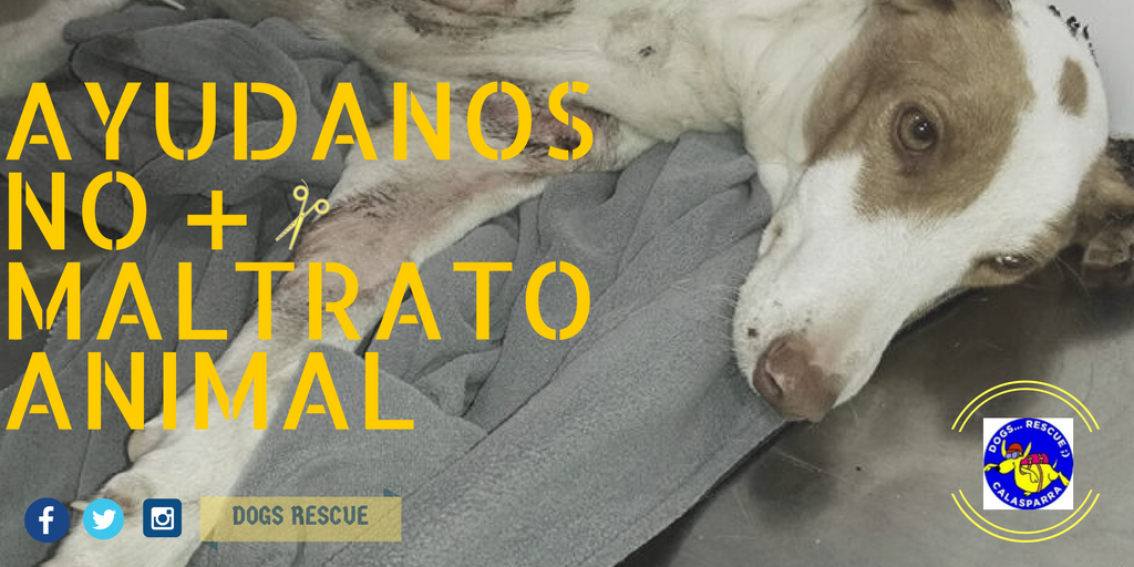 DogsRescueC's tweet photo. ⚠️MALTRATO O ABANDONO de #animales es #DELITO
Nuestro deber es protegerles porque #AnimalesNOsonCosas
#yosipuedocontarlo @APDACops #perro https://t.co/fu3eo4tbiC
