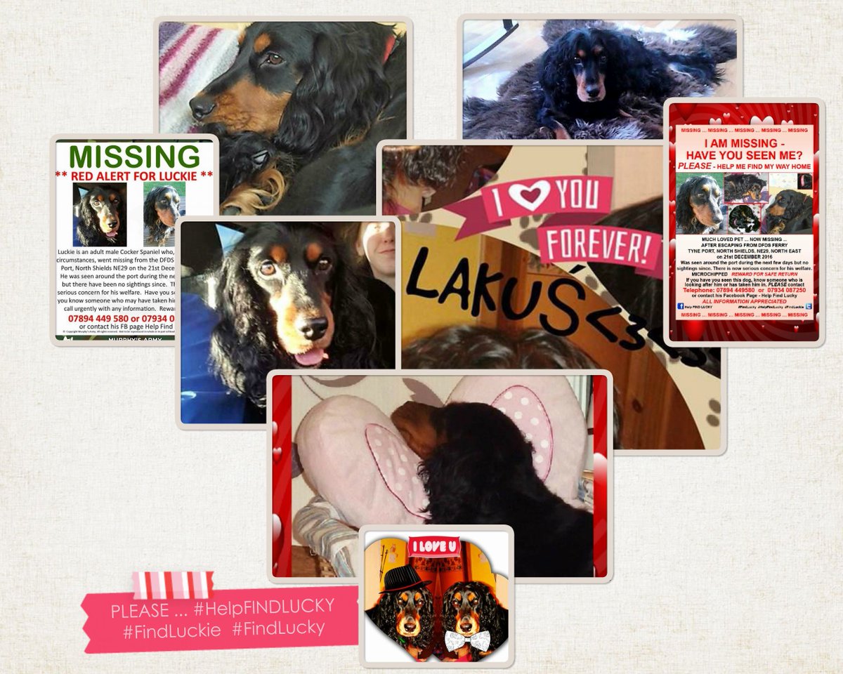HelpFindLucky's tweet photo. On #Valentines Day PLZ RT #AValentineForLucky💔https://t.co/LHXdy8MIN6 #HelpFindLucky #Spaniel MISSING #NorthShields #FindLucky #FindLuckie https://t.co/g8jIEvrXzn
