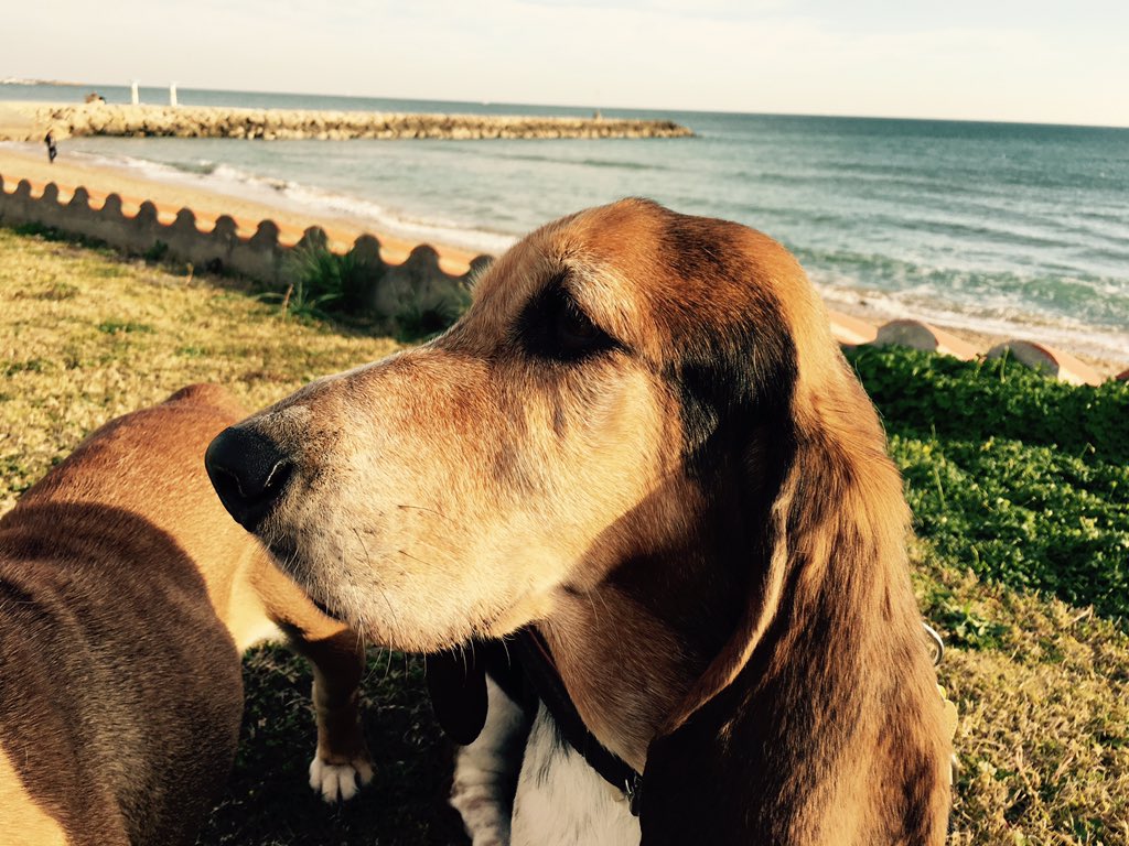 damian canner tweet media