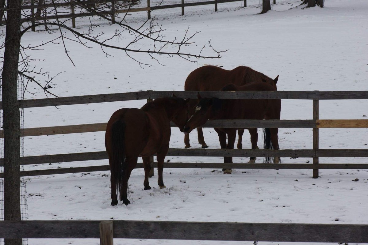 PurposeFarm's tweet image. Happy Valentine's Day! Justin &amp;amp; Michael Jackson sharing a friendly smooch 💘💋 #valentines #horses #happyvalentinesday #purposefarm