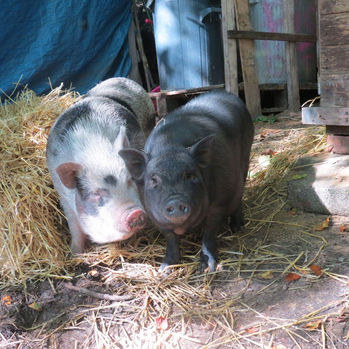 Happy #valentinesday2017 love from George and Day’z #pigs #cute #love #animalrescue #piggies #yorkshire #animals #vegan
