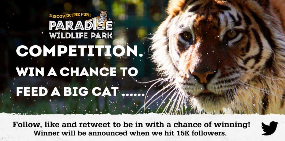 GOKIDSCard's tweet photo. @ParadiseWLPark  #competition!  Follow, like &amp; RT for a chance of winning  "Feed a #BigCat" experience! 🐯🦁 https://t.co/9XEcv8If3O #win https://t.co/TiVnaaxFo3