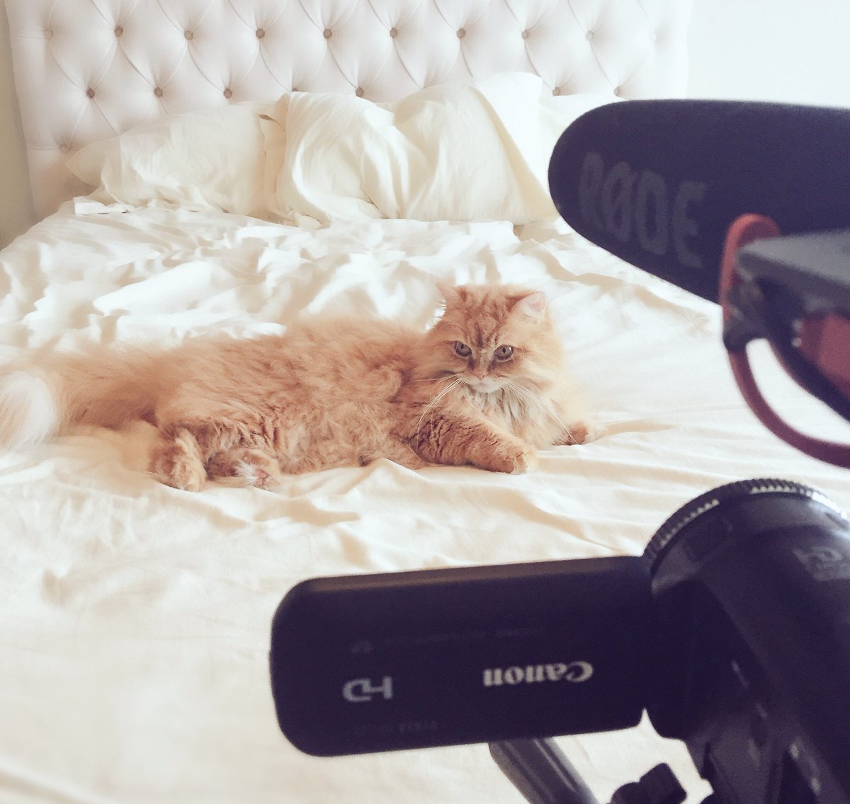 1GlitterGoddess's tweet image. Sometimes when I try to shoot new footage... this happens 😆#Adorable #CatsAreIndifferent @FemDomProblems