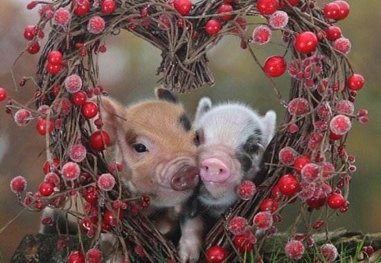 veganfuture's tweet photo. Love animals 💗 Don't eat them 🐷 #GoVegan 💗 #valentinesday2017 https://t.co/atv7SwEmjK