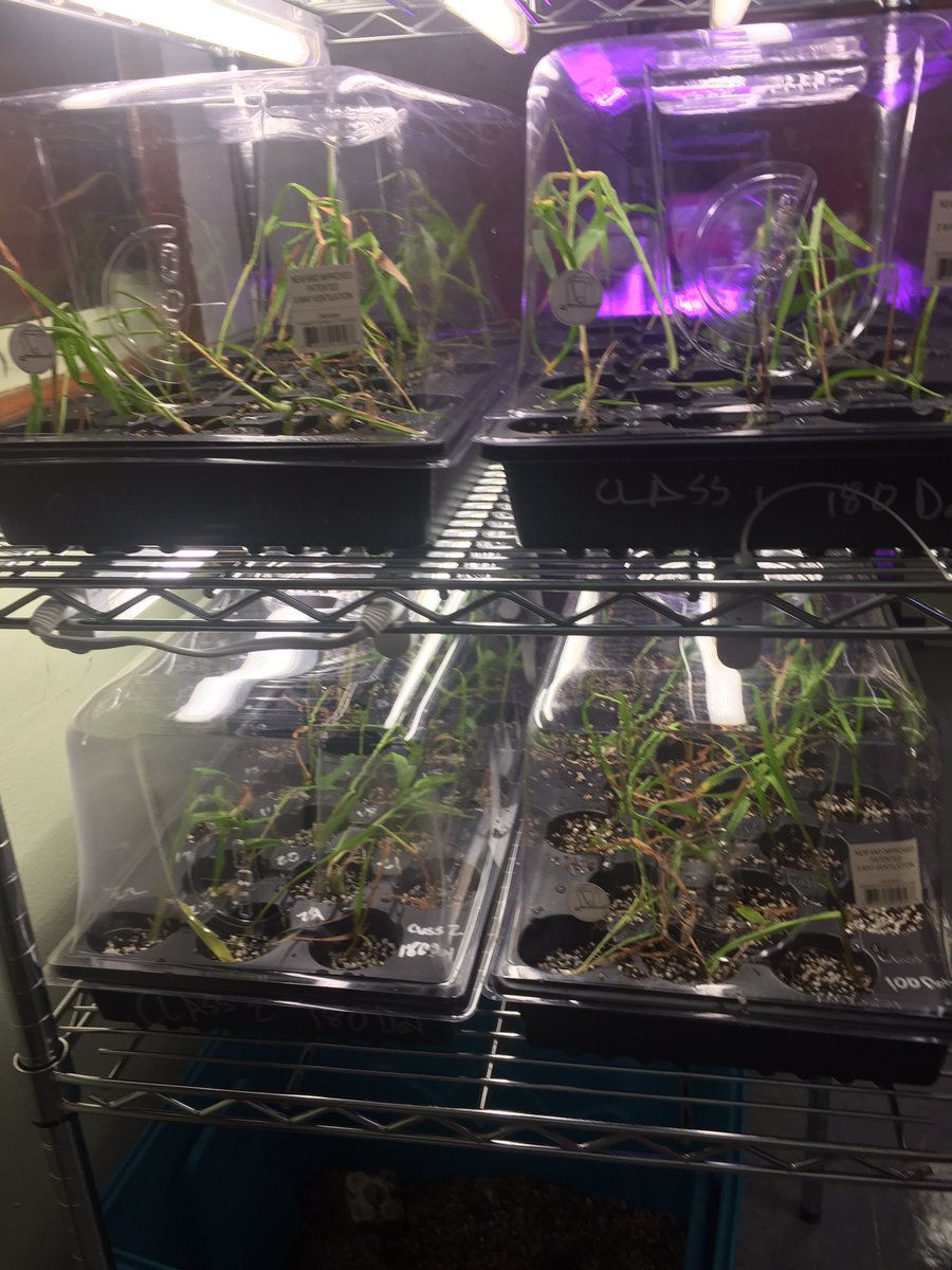 mszscience's tweet photo. Our 96 orchids in their new homes @STEMDesignation @OrchidSTEMLab @RivieraMiddle #STIR https://t.co/TLRe99VZF4