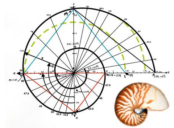 JWalker320's tweet photo. @SolarzPowered If you want to get technical...I found you a #mathsnail #Fibonacci https://t.co/wU9jA3lube